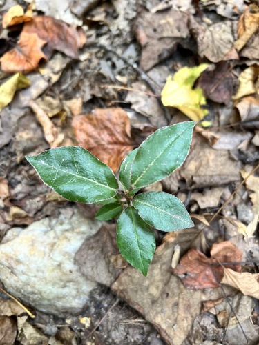 Elaeagnus pungens, 2026-10-24