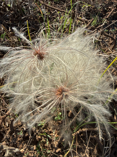Old Man's Beard Clematis