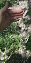 Elymus