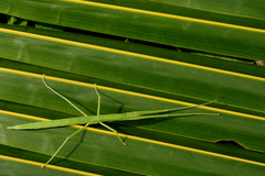 Graeffea crouanii