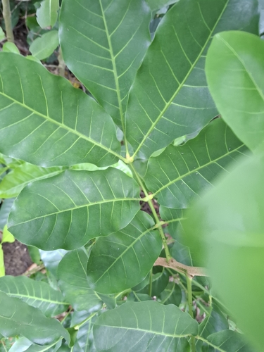 Dysoxylum observed 2026-10-25