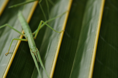 Graeffea crouanii