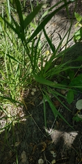 Elymus