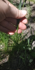Elymus