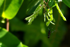 Parodynerus bicinctus