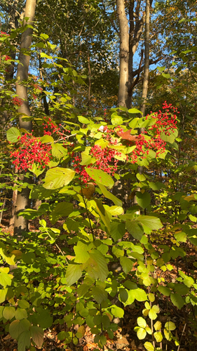 Viburnum dilatatum observed 2026-10-24
