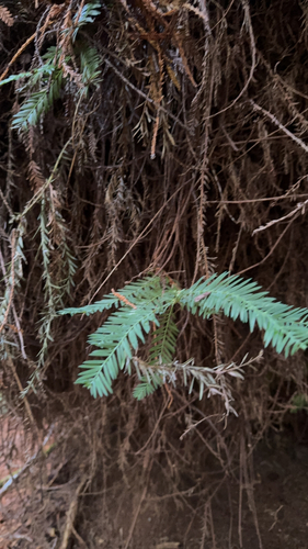 Sequoia sempervirens observed 2026-10-24