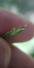 Elymus