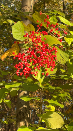 Viburnum dilatatum observed 2026-10-24