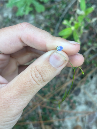 Wahlenbergia marginata observed 2026-10-24