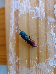 Chrysis terminata