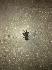 Teleogryllus occipitalis