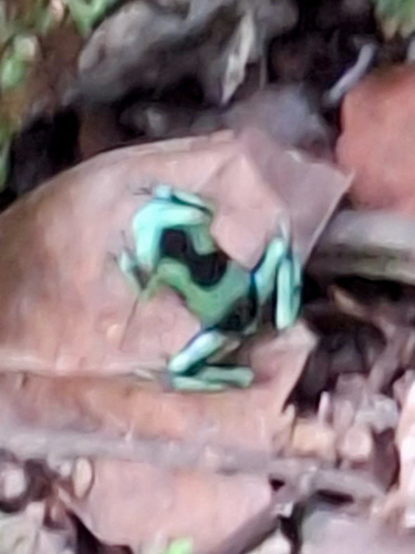 Dendrobates auratus observed 2026-10-24