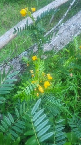 Senna barronfieldii observed 2026-10-24