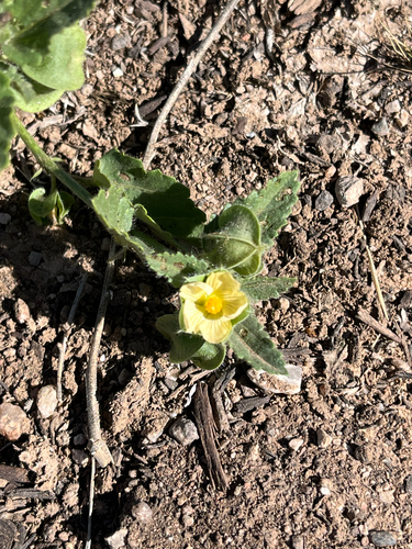 Rhynchosida physocalyx, 2026-10-24