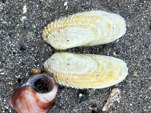 Petricolaria pholadiformis observed 2026-10-24