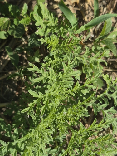 slimleaf bursage