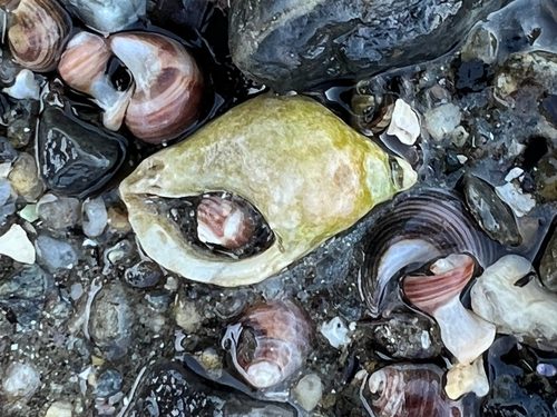 Nucella lapillus observed 2026-10-24