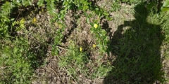 Ranunculus polyanthemos