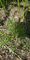 Ranunculus polyanthemos