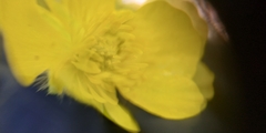 Ranunculus polyanthemos