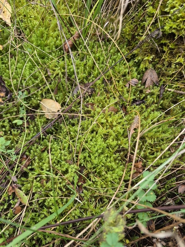 Rhytidiadelphus squarrosus observed 2026-10-24