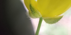 Ranunculus polyanthemos