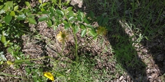 Ranunculus polyanthemos