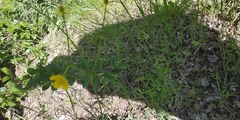 Ranunculus polyanthemos