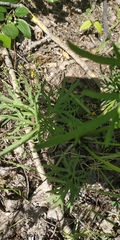 Ranunculus polyanthemos