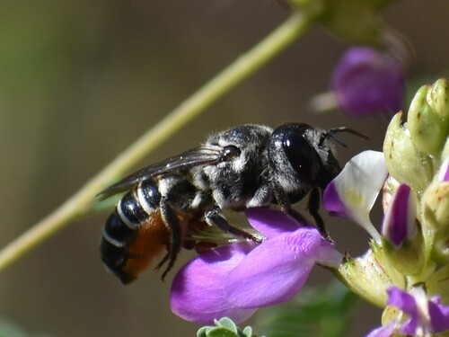 Megachile policaris