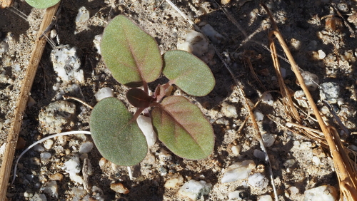 fivewing spiderling