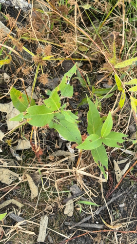 Persicaria amphibia, 2026-10-24