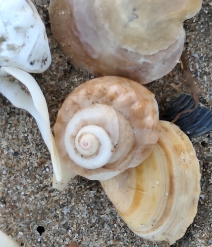 Gibbula magus observed 2026-10-24