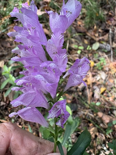 Physostegia observed 2026-10-24
