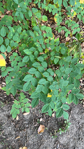 Gymnocladus dioicus, 2026-10-24