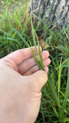 Ehrharta erecta observed 2026-10-24