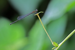Prodasineura autumnalis