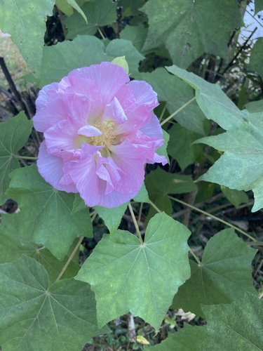 Hibiscus mutabilis observed 2026-10-24