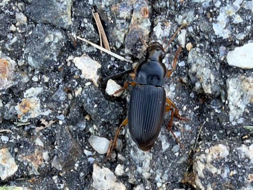 Strawberry Seed Beetle