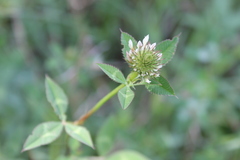 Trifolium vesiculosum