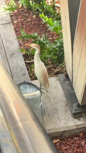 Bubulcus ibis observed 2026-10-24