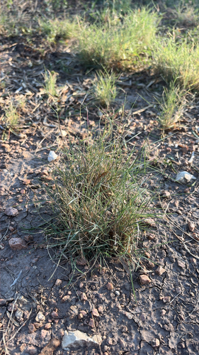 Red Grama