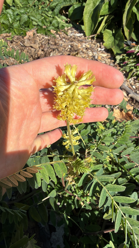Astragalus canadensis observed 2026-10-24