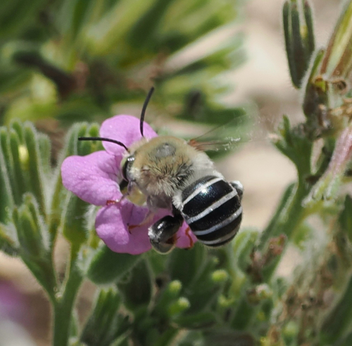 California Digger Bee