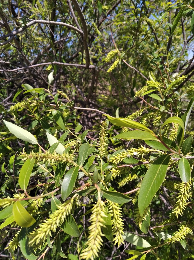 Nippon willow