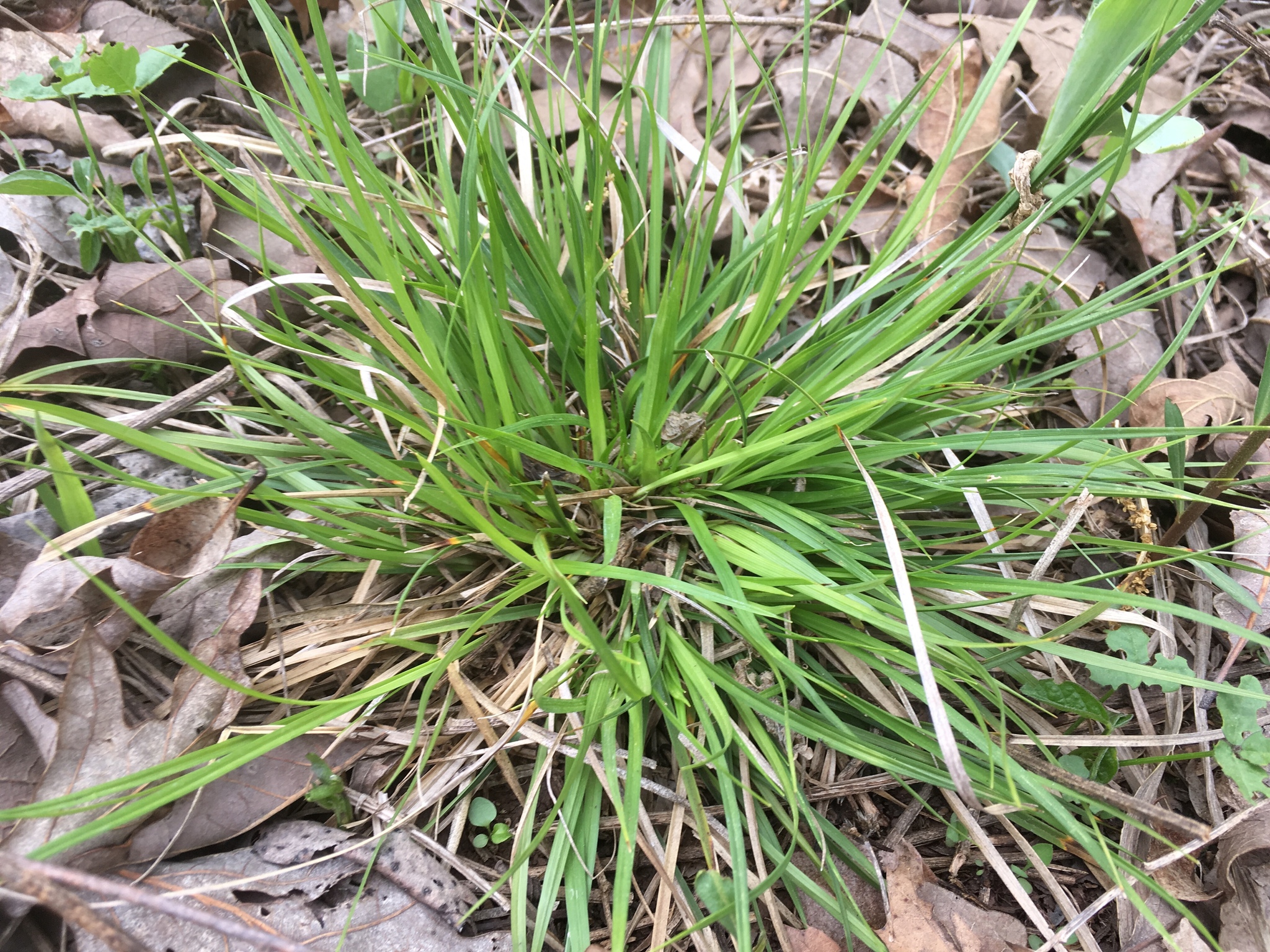 Carex juniperorum