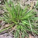 Carex juniperorum - Photo (c) Harlan Svoboda, algunos derechos reservados (CC BY-NC), uploaded by Harlan Svoboda