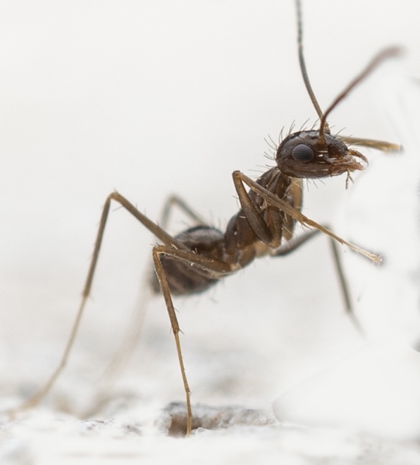 Longhorn Crazy Ant, Paratrechina longicornis - Urban and