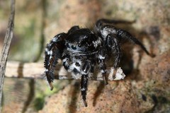 Jotus karllagerfeldi